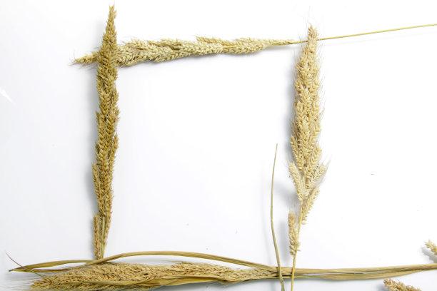 分离的干谷子图片下载