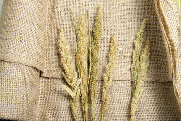 分离的干谷子图片下载