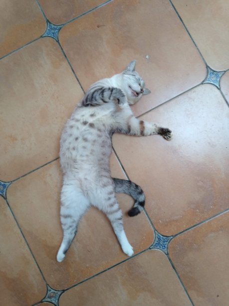 猫胜过热图片下载