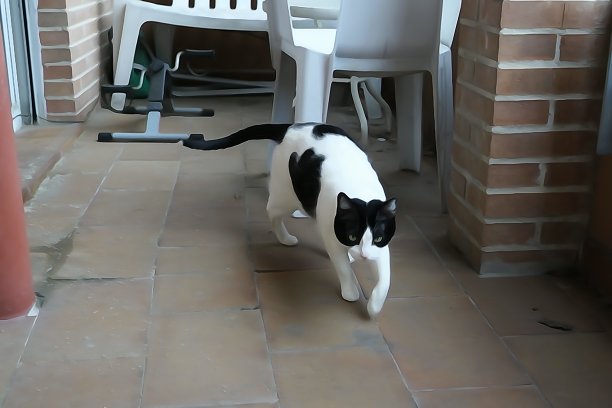 黑猫和白猫搬回家图片下载