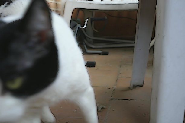 黑猫和白猫搬回家图片下载