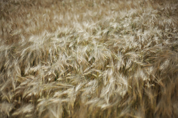 麦粒肿领域图片下载