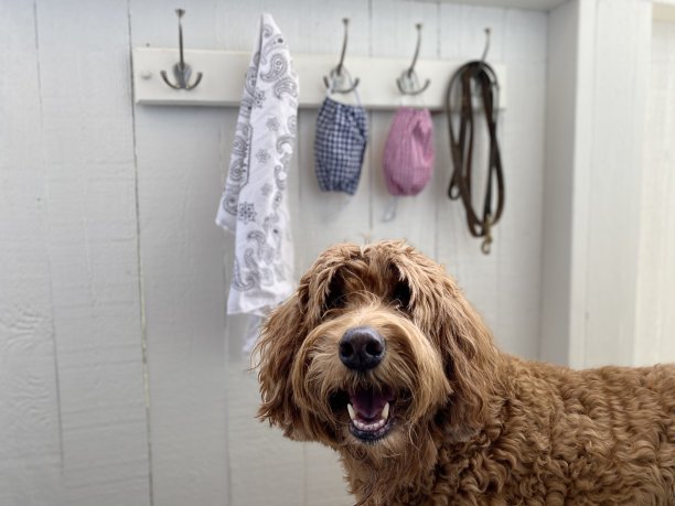 拉布拉多犬准备好走了，抓起一个面罩图片下载