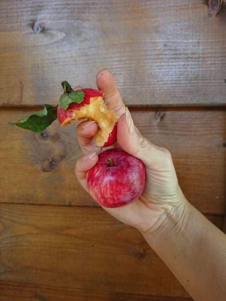 苹果的简历图片下载