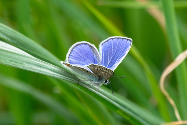 蓝色的图片下载