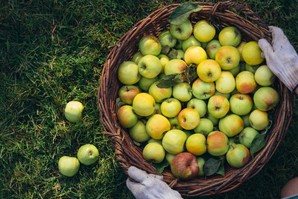 农夫的手把柳条篮子，装满了新鲜采摘的成熟的苹果放在花园里的草坪上。收获的概念。图片下载