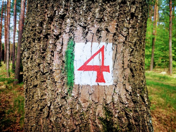 4号在树上图片下载