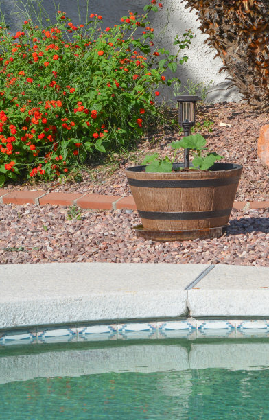 小糖南瓜在种植机上生长。格兰代尔，马里科帕县，美国亚利桑那州图片下载