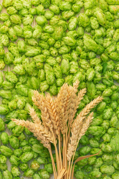 啤酒概念背景。啤酒加工的天然成分-绿啤酒花球果图案和麦穗束在上面。十月fest想法板。图片下载