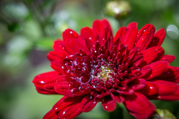 红色盛开的菊花图片下载