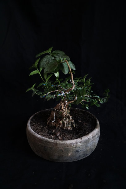 这种植物图片下载