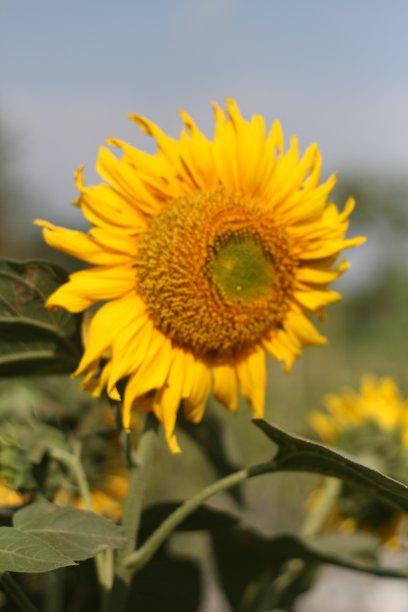 向日葵图片下载