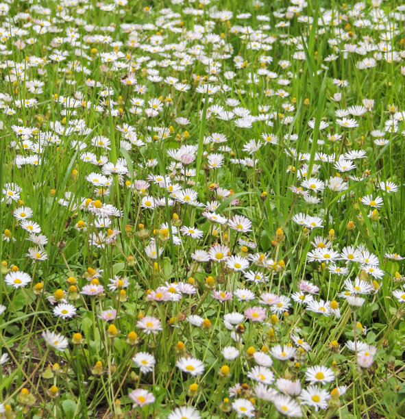 一片开着白花的绿色草地。纹理背景图形墙纸设计图片下载
