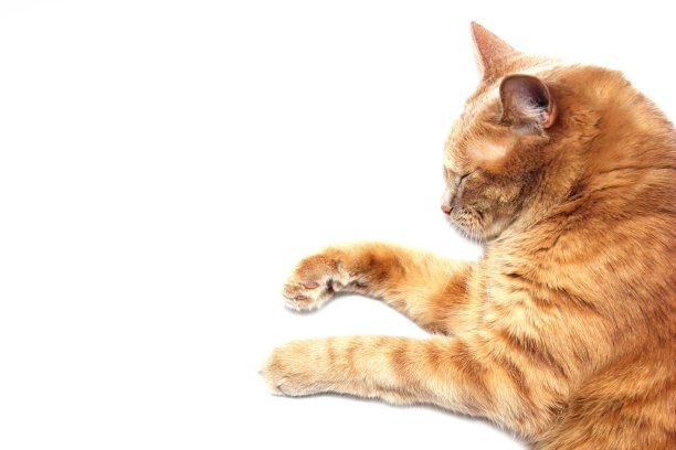 一只熟睡的红猫被孤立在白色的背景上。关闭了。图片下载