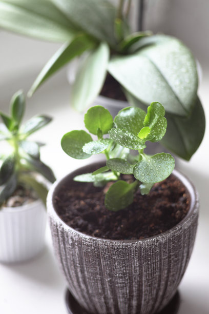 室内植物白色桌上，卡兰柳芽图片下载