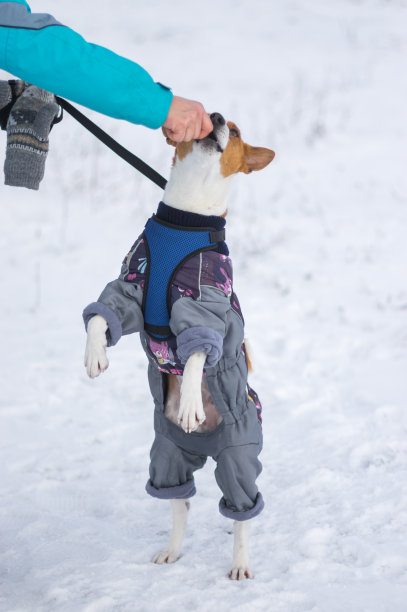 师父用手喂食穿着冬衣、用后腿站立在雪地上的巴森基犬图片下载