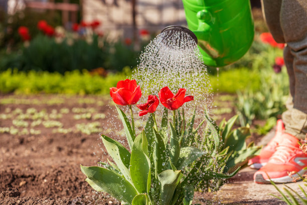 郁金香种植园花卉生产园丁喷洒水在郁金香上。图片下载