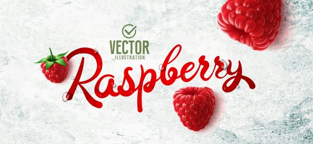 向量现实的树莓插图在白色的石头背景图片下载