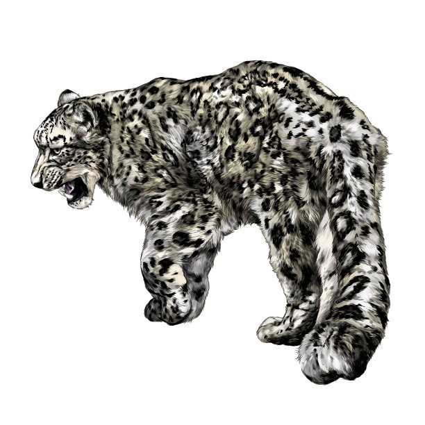 全长捷豹向后行走特写镜头图片下载