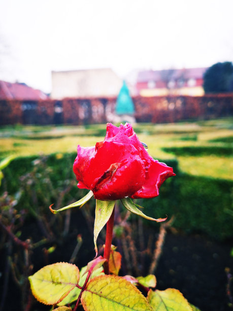 一朵带冰的冰冻玫瑰图片下载