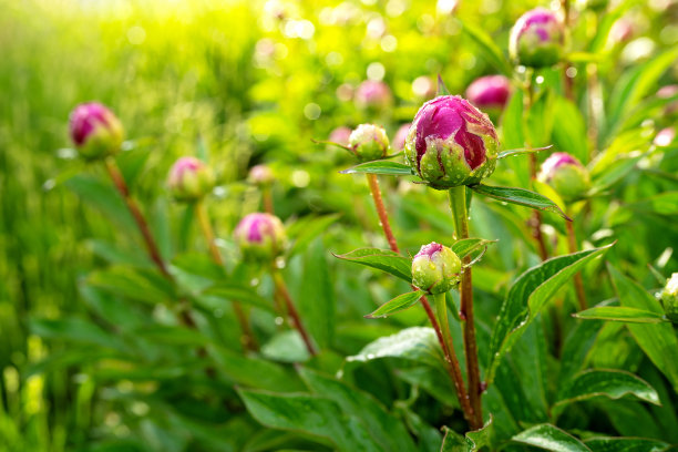 近距离的照片牡丹花蕾与水滴在阳光雨后在花园。天然植物的背景。园艺，春夏季节，生长理念。图片下载