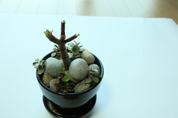 从树上长出的芽图片下载