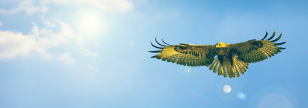 水平自然旗帜。自然背景。图片下载