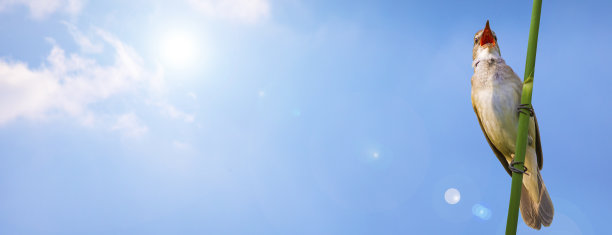 水平自然旗帜。自然背景。图片下载