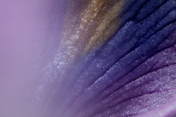 奇异色彩植物叶片的超微距照片。图片下载