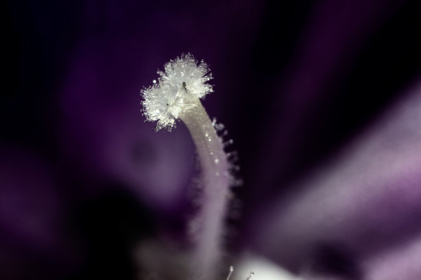 粉红色植物花瓣的超微距照片。图片下载