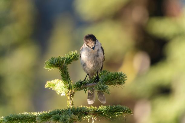 松树上的小鸟图片下载