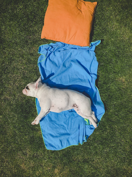 在花园里晒太阳的狗的头顶视图图片下载