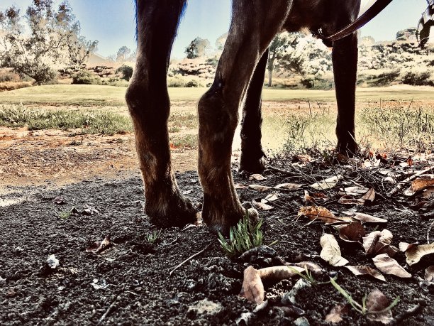 四条腿的朋友-视角图片下载