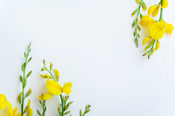 白色背景上的黄花金雀花。平铺花卉主题，留出文字空间图片下载