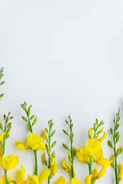 白色背景上的黄花金雀花。平铺花卉主题，留出文字空间图片下载