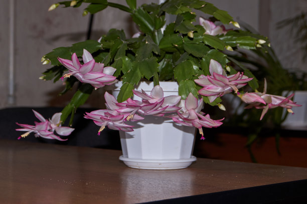 窗户上盛开的花。图片下载