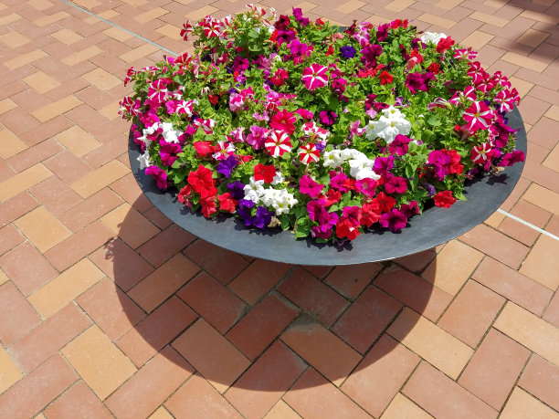 矮牵牛花花盆图片下载