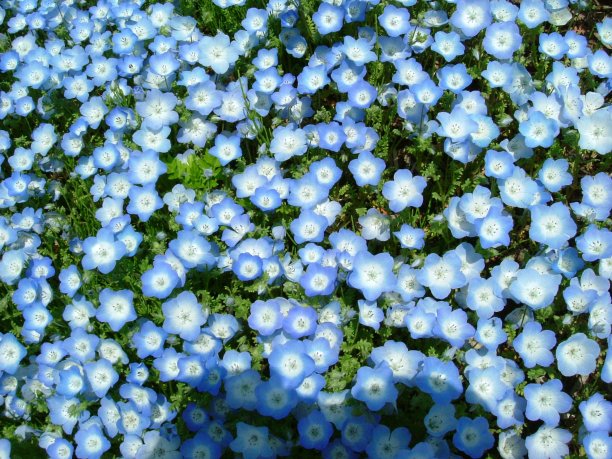 尼莫菲拉图片下载