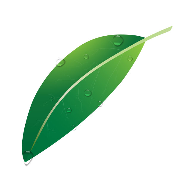 叶子与雨滴在白色的背景。生态学的象征素材图片