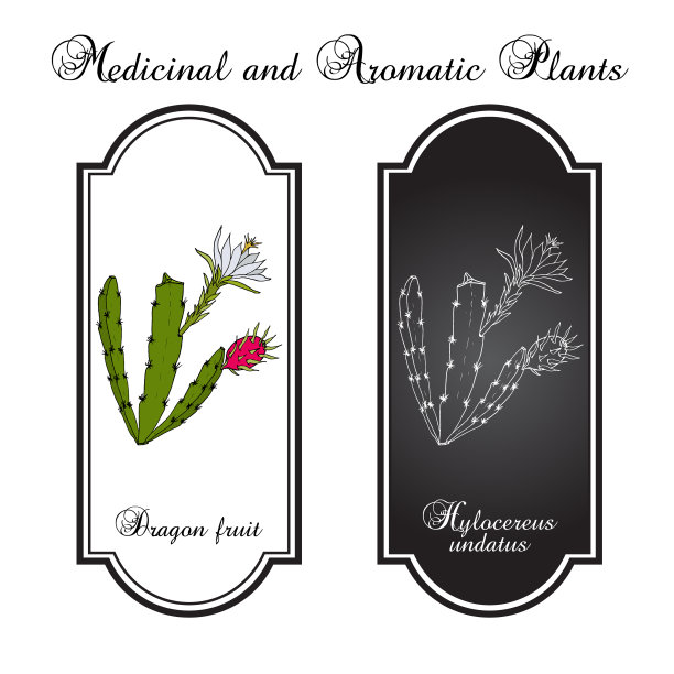 火龙果或火龙果图片下载