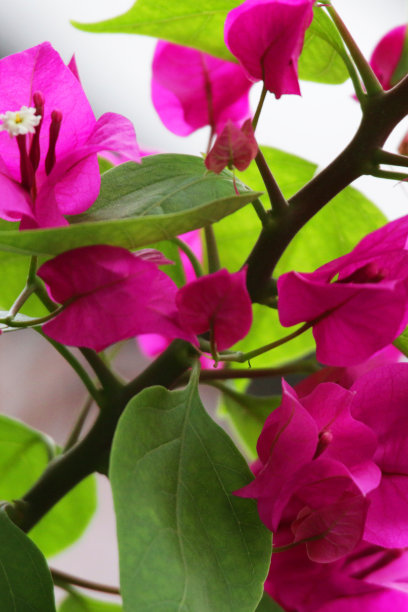 热带粉红九重葛花苞片图像特写，夏季攀缘观赏开花九重葛藤与粉红色的花，盆栽植物照片图片下载