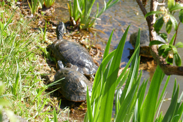 Setagaya公园,维也纳图片下载