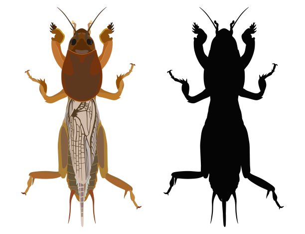 Gryllotalpa彩色图像和剪影。矢量插图。图片下载