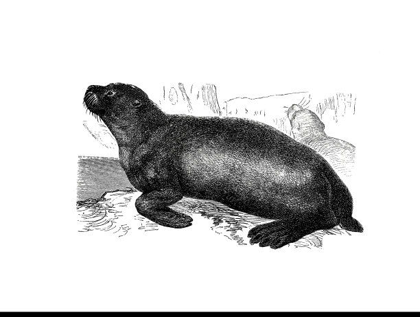 来自1890年流行百科全书的毛皮海豹或海熊的插图图片下载