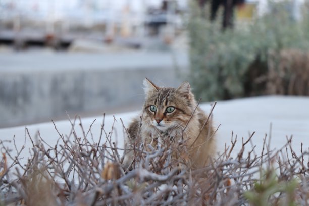 可爱的彩色家猫坐在白色的小路上看着人们。小猫绿眼睛躲在灌木丛后面。利马索尔、塞浦路斯、欧洲。无家可归的猫悲伤地看着城市图片下载