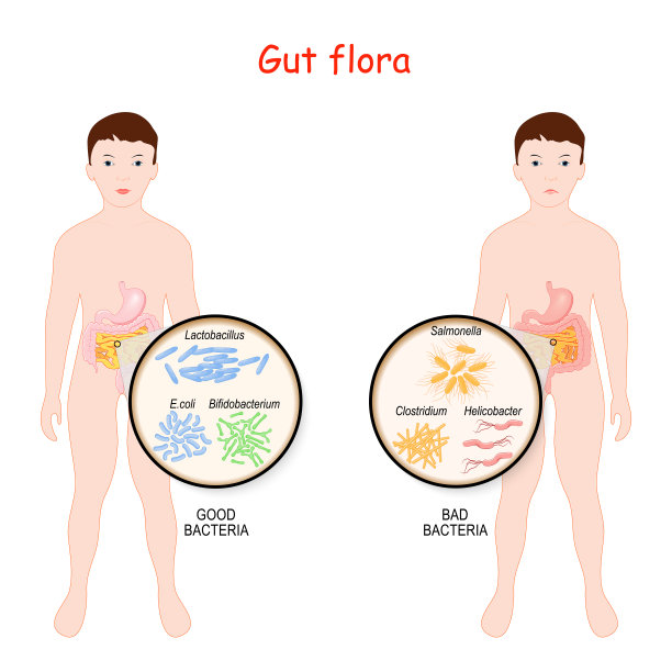 好细菌和坏细菌。儿童肠道菌群图片下载