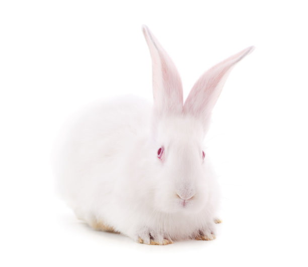 一个白色的兔子。图片下载