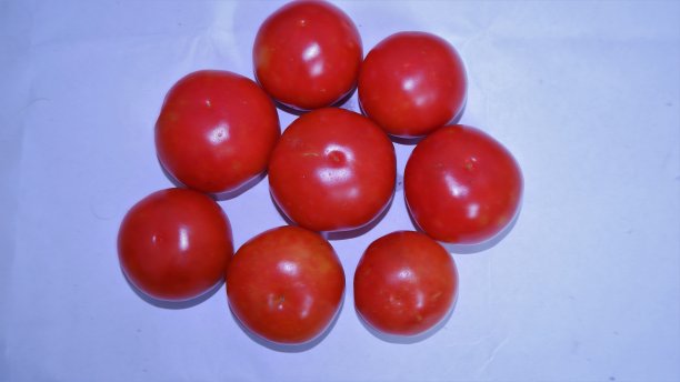 各种新鲜的西红柿在白色的背景图片下载