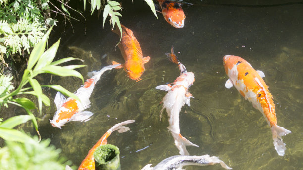 池塘花园中五颜六色的花式鲤鱼或锦鲤图片下载