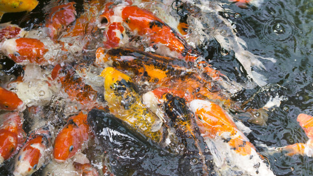 池塘花园中五颜六色的花式鲤鱼或锦鲤图片下载